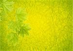 Summer background with the green maple leaves