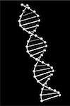 Model of dna