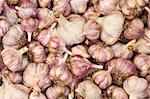 Background of harvested garlic