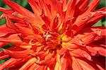 Close-up of multi colored red and orange dahlia