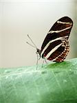 butterfly sitting on the leaves