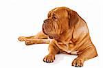 French Mastiff lying down isolated on white background