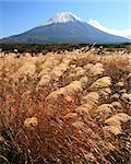 Mount Fuji with a wild field of Grass in late Fall