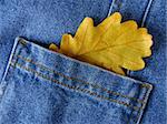 denim pocket with dry autumnal oak leaf