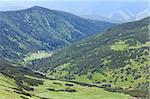 Herd of sheep on green summer mountain pasture (Carpathian Mountains, Ukraine)