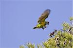 A Senegal Parrot (Poicephalus senegalus) "landing" on the top of a pine-tree