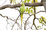 A Rose-ringed Parakeet (Psittacula krameri) while standing on a small branch of a tree