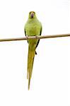 A Rose-ringed Parakeet (Psittacula krameri) while standing on a cable