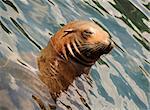 Sea lion in its natural environment in the Pacific