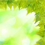 Beautiful green leaves with green background in spring