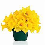 Daffodil flowers in a green metal vase, isolated over white background.