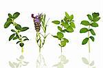 Herb leaf selection of peppermint, lavender, oregano and valerian,  isolated over white background with reflection.