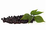 Elderberry fruit with leaf sprigs, isolated over white background.