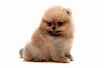 A sitting pomeranian spitz puppy, isolated on white