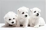 Three west highland white terrier puppies are sitting together