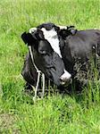 Black spotted cow lying in a meadow