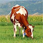 picture of a brown cow grazing on a grass field