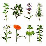 Herb leaf and flower selection of oregano, sage varieties, rosemary, comfrey, marigold, lovage and peppermint, isolated over white background.