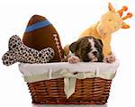 puppy in a basket - english bulldog six weeks old