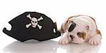 english bulldog puppy dressed up like a pirate