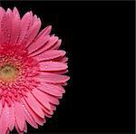 Pink gerbera on back background