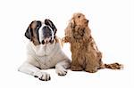 An isolated view of a large St. Bernard and a small Cocker Spaniel dog, side-by-side on a white background