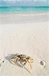 Small crab on a beautiful Maldivian beach