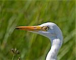 Cattle Egret portrait closeup