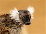 Portrait of a Black and White Ruffed Lemur