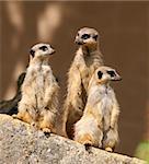 Portrait of three Meercats standing guard