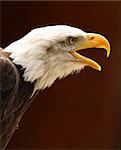 Portrait of an American male Bald Eagle