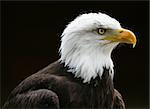 Portrait of a Bald Eagle