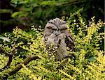 Portrait of a Tawny Frogmouth Owl