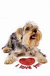 picture of a yorkshire terrier with a 3d heart saying: i love you