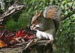 A Grey Squirrel eating chestnuts in Autumn