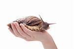 snail in the hand isolated on the white background