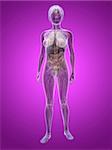 3d rendered illustration of a transparent female body