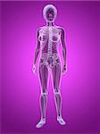 3d rendered illustration of transparent female body with skeleton