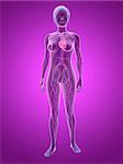 3d rendered illustration of transparent female body with highlighted vascular system