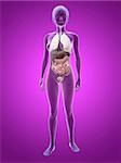 3d rendered illustration of a transparent female body