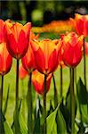 Bouquet of red tulips