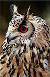 Portrait of a Rock Eagle owl (Bubo bengalensis)