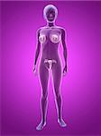 3d rendered illustration of transparent female body with highlighted mammary glands and uterus