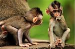 The childs of monkeys. Bali a zoo. Indonesia