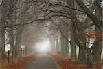 Footpath on an early misty morning in the fall