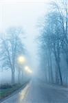 Avenue with bare trees in thick fog