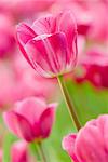 Tulip in garden with pink color and green grass.