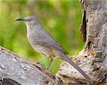 Curve-billed Thrasher (Toxostoma curvirostre) perched on a tree branch in west central Texas.