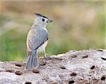 Black-crested Titmouse (Baeolophus atricristatus) perched on a tree branch in west central Texas.