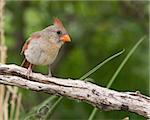 Female Northern Cardinal (Cardinalis cardinalist) perched on a tree branch in west central Texas.